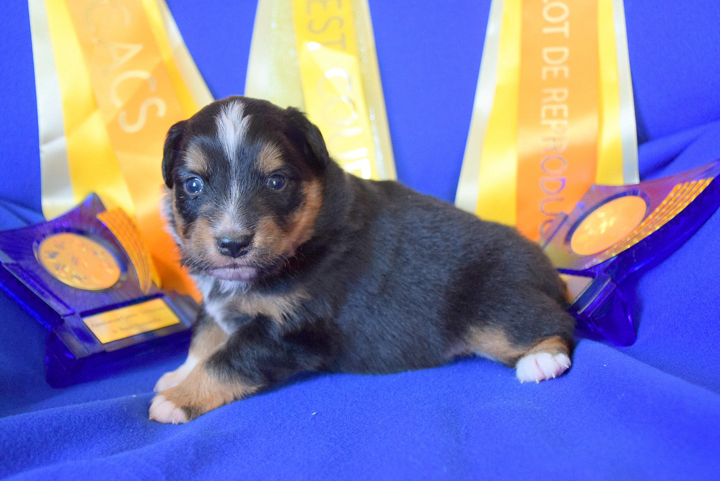 du petit Duc Victoria - Chiots disponibles - Berger Américain Miniature 