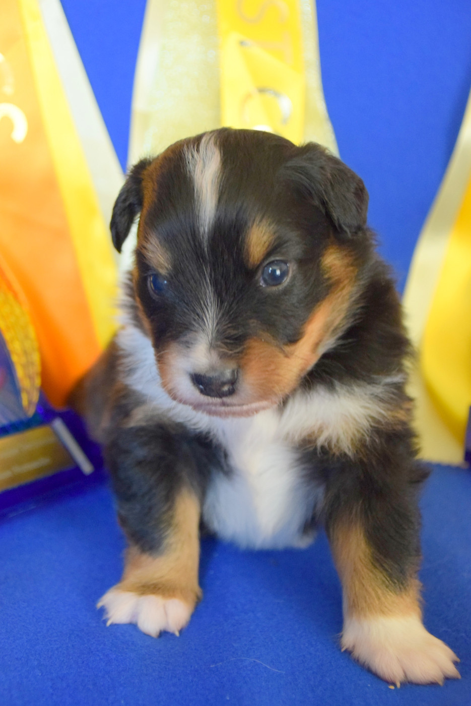 du petit Duc Victoria - Chiots disponibles - Berger Américain Miniature 