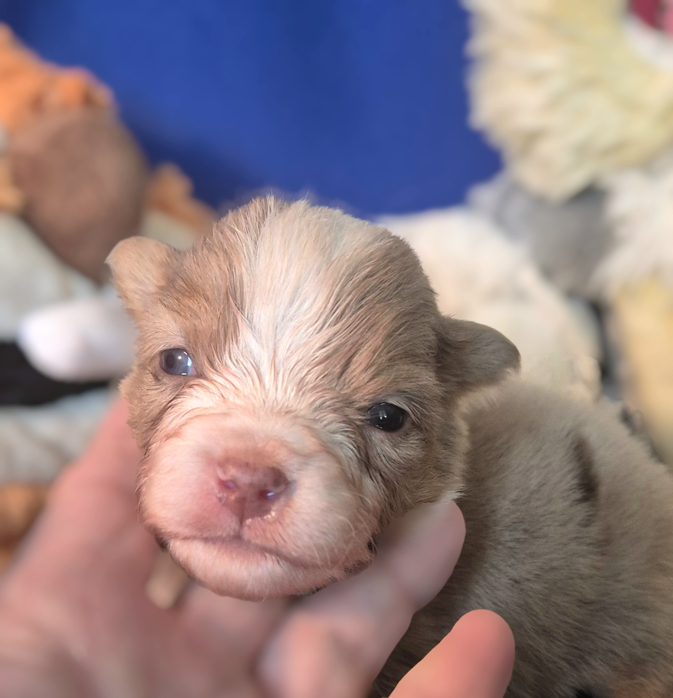 du petit Duc Victoria - Chiots disponibles - Berger Américain Miniature 