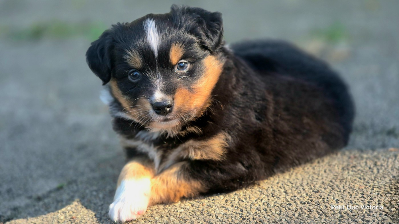 du petit Duc Victoria - Chiots disponibles - Berger Américain Miniature 