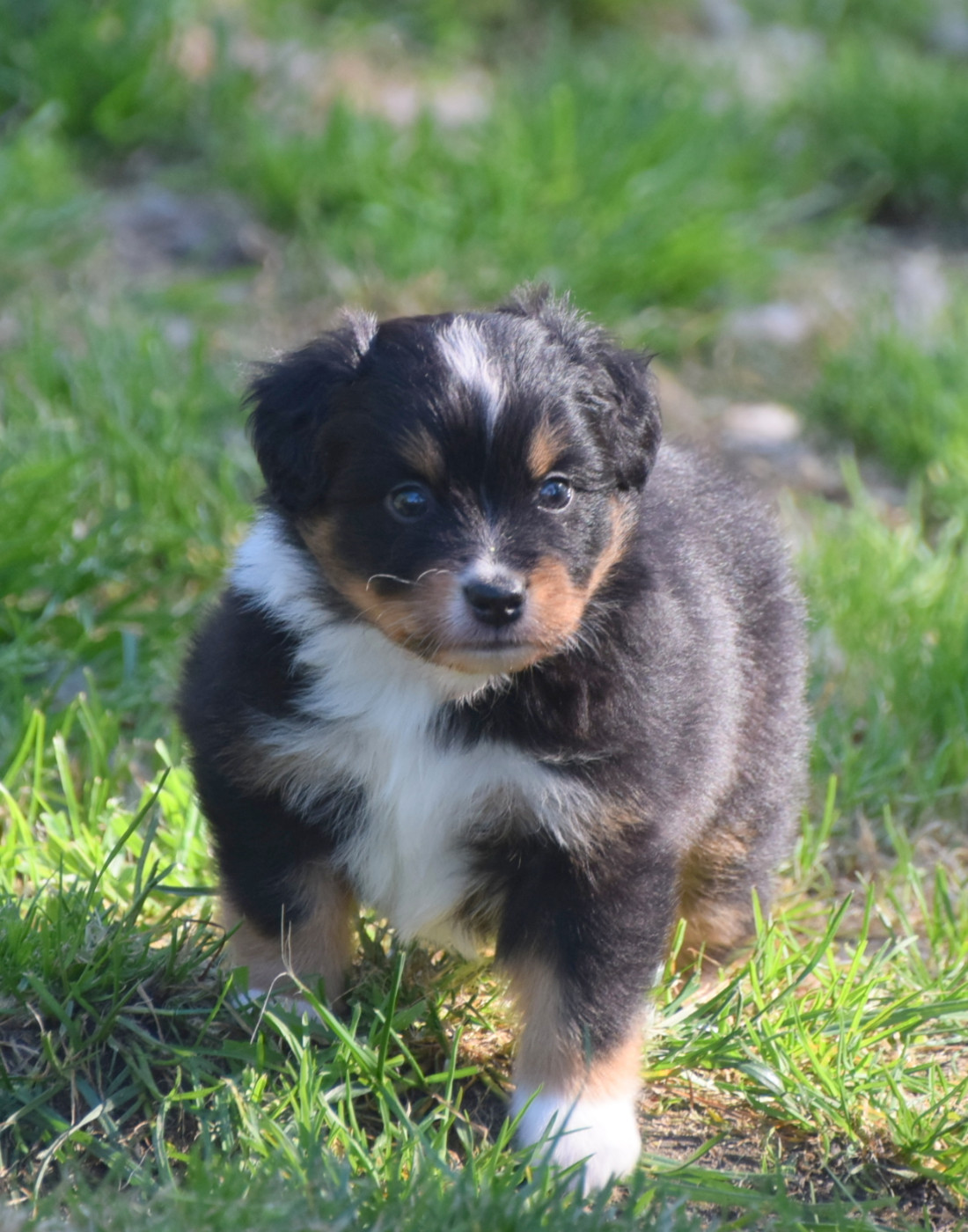 du petit Duc Victoria - Chiots disponibles - Berger Américain Miniature 