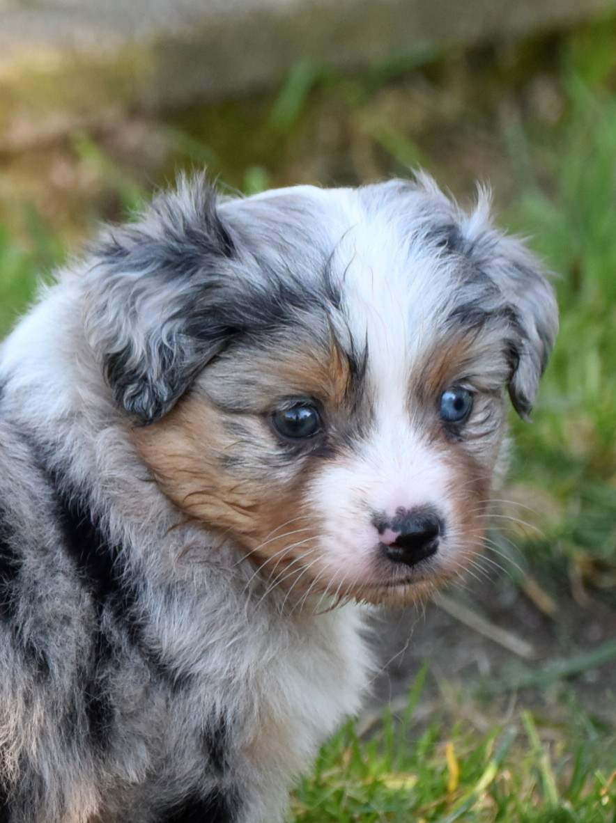 du petit Duc Victoria - Chiots disponibles - Berger Américain Miniature 