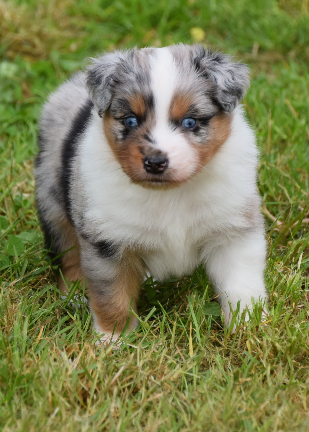 du petit Duc Victoria - Chiots disponibles - Berger Américain Miniature 
