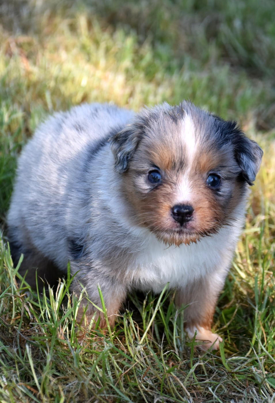 du petit Duc Victoria - Chiots disponibles - Berger Américain Miniature 