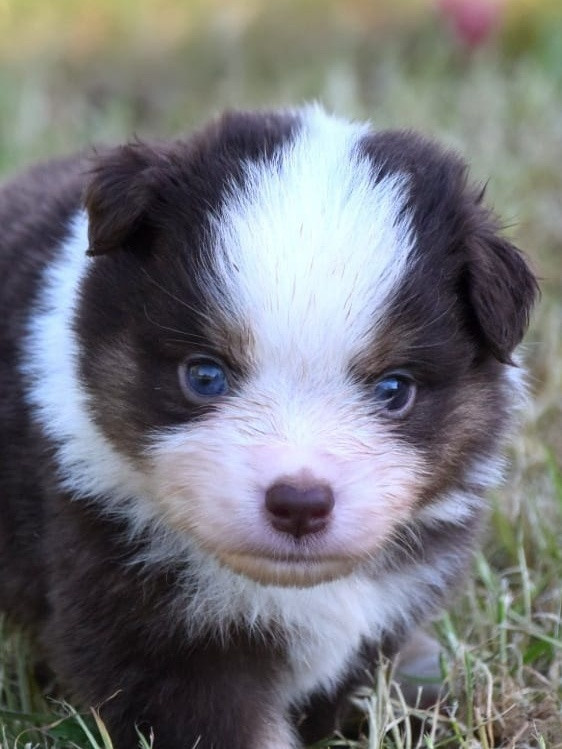 du petit Duc Victoria - Chiots disponibles - Berger Américain Miniature 