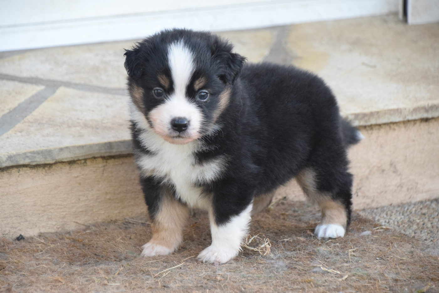 du petit Duc Victoria - Chiots disponibles - Berger Américain Miniature 