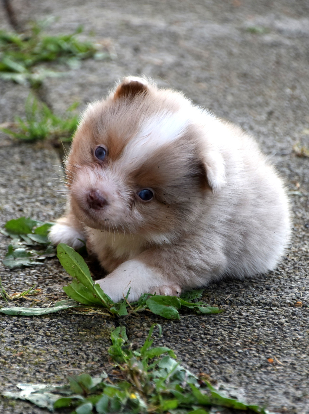 du petit Duc Victoria - Chiots disponibles - Berger Américain Miniature 