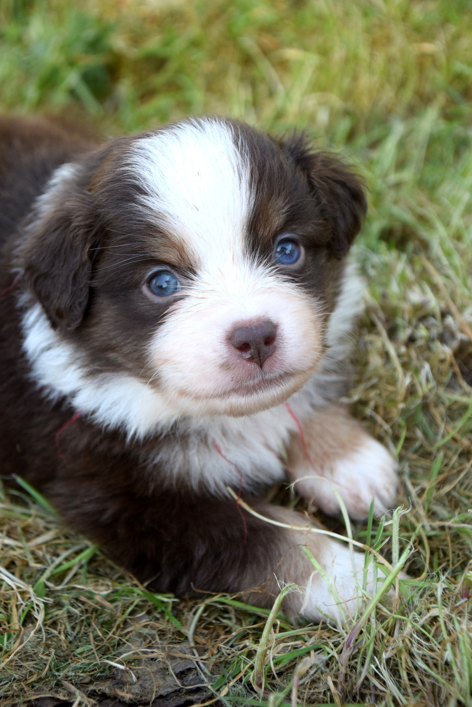 du petit Duc Victoria - Chiots disponibles - Berger Américain Miniature 