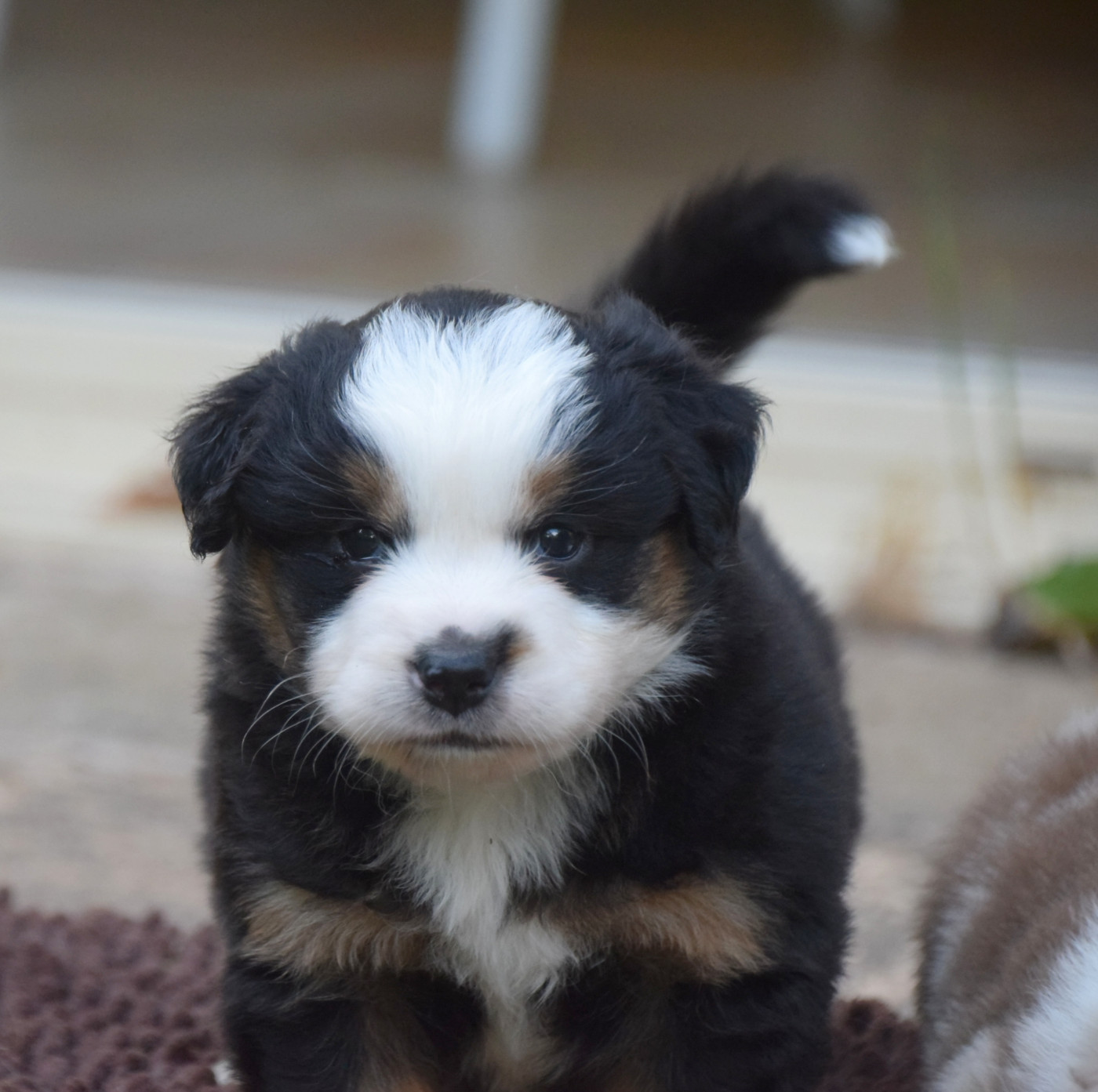 du petit Duc Victoria - Chiots disponibles - Berger Américain Miniature 