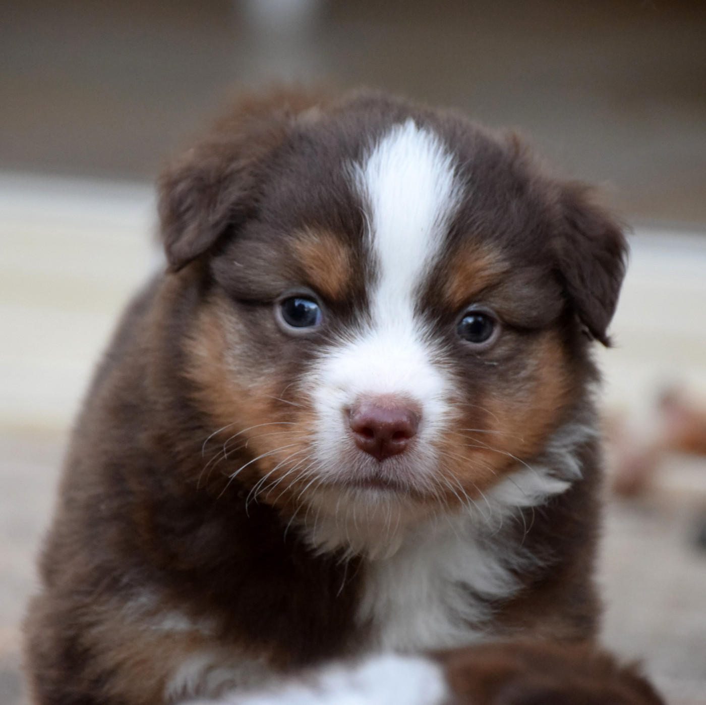 du petit Duc Victoria - Chiots disponibles - Berger Américain Miniature 