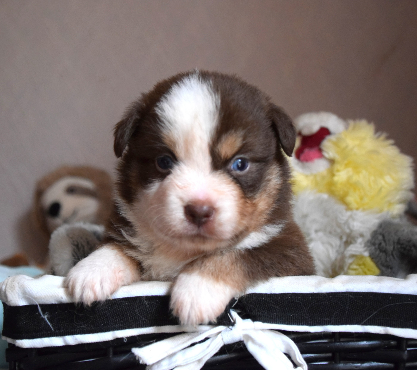 du petit Duc Victoria - Chiots disponibles - Berger Américain Miniature 