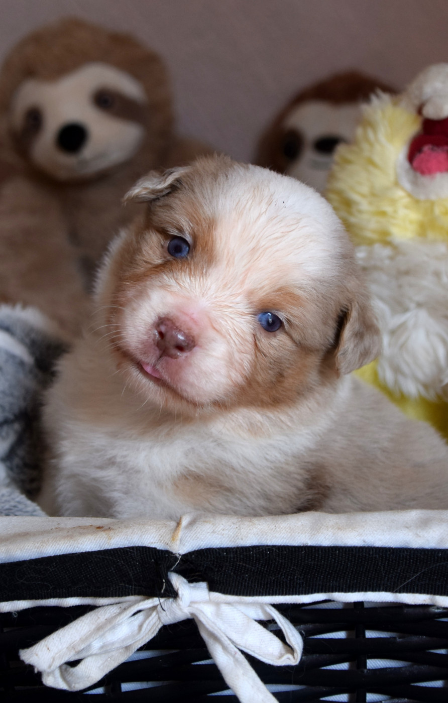 du petit Duc Victoria - Chiots disponibles - Berger Américain Miniature 