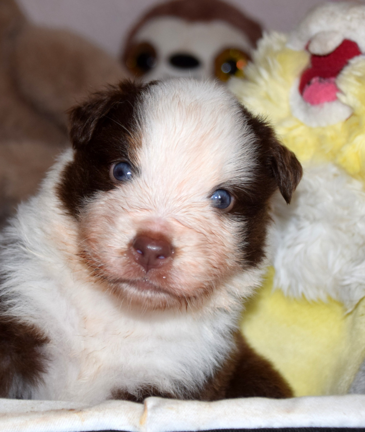 du petit Duc Victoria - Chiots disponibles - Berger Américain Miniature 