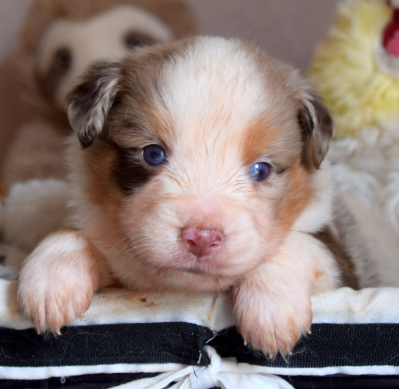 du petit Duc Victoria - Chiots disponibles - Berger Américain Miniature 