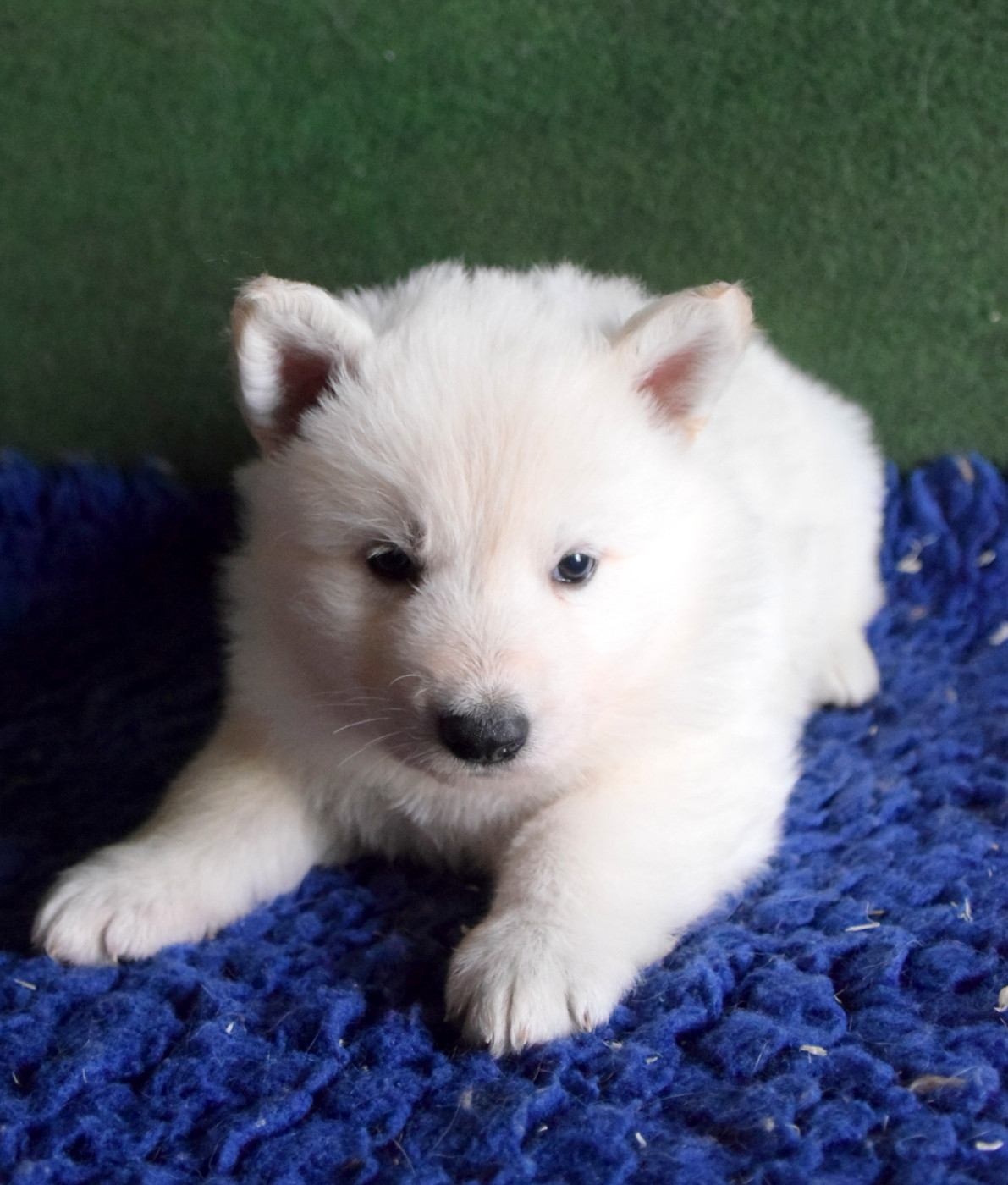 du petit Duc Victoria - Chiots disponibles - Berger Blanc Suisse