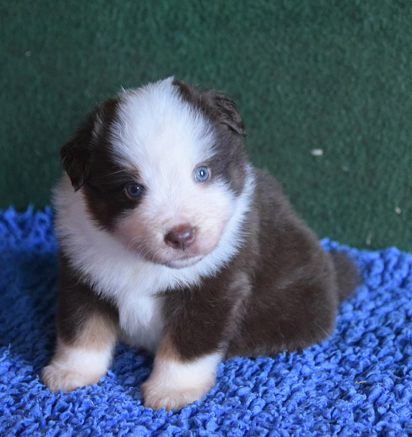 du petit Duc Victoria - Chiots disponibles - Berger Américain Miniature 