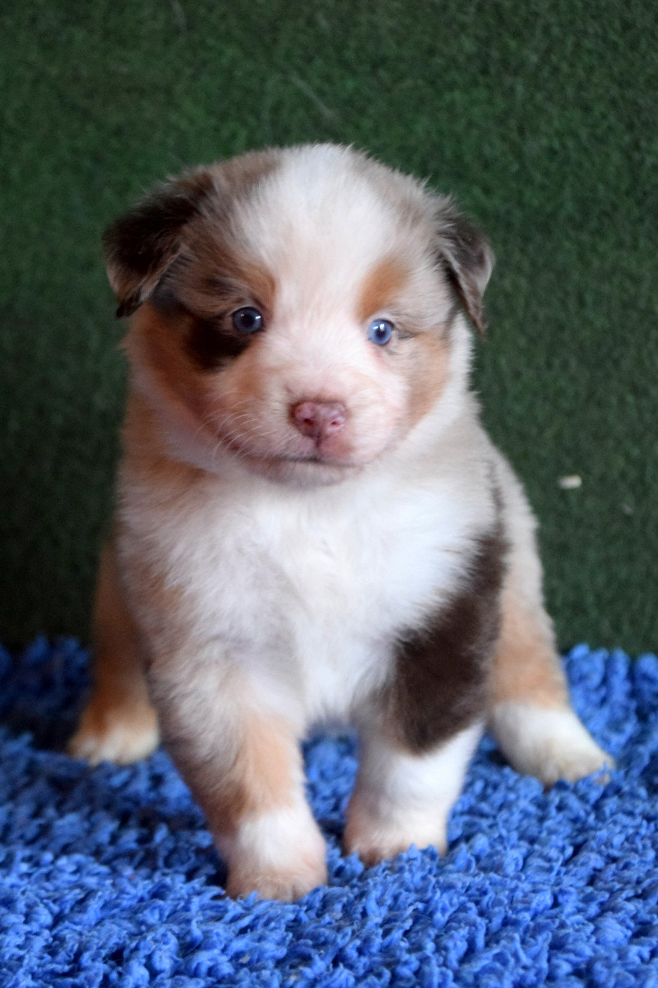 du petit Duc Victoria - Chiots disponibles - Berger Américain Miniature 