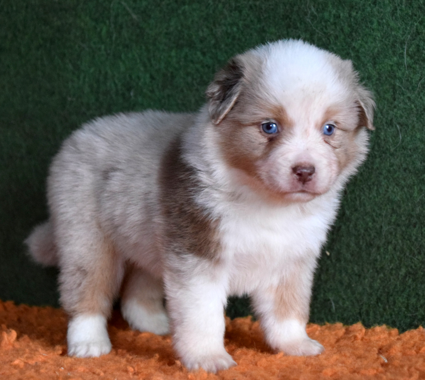 du petit Duc Victoria - Chiots disponibles - Berger Américain Miniature 