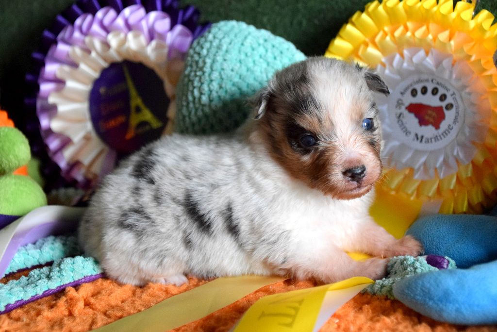 du petit Duc Victoria - Chiots disponibles - Berger Américain Miniature 
