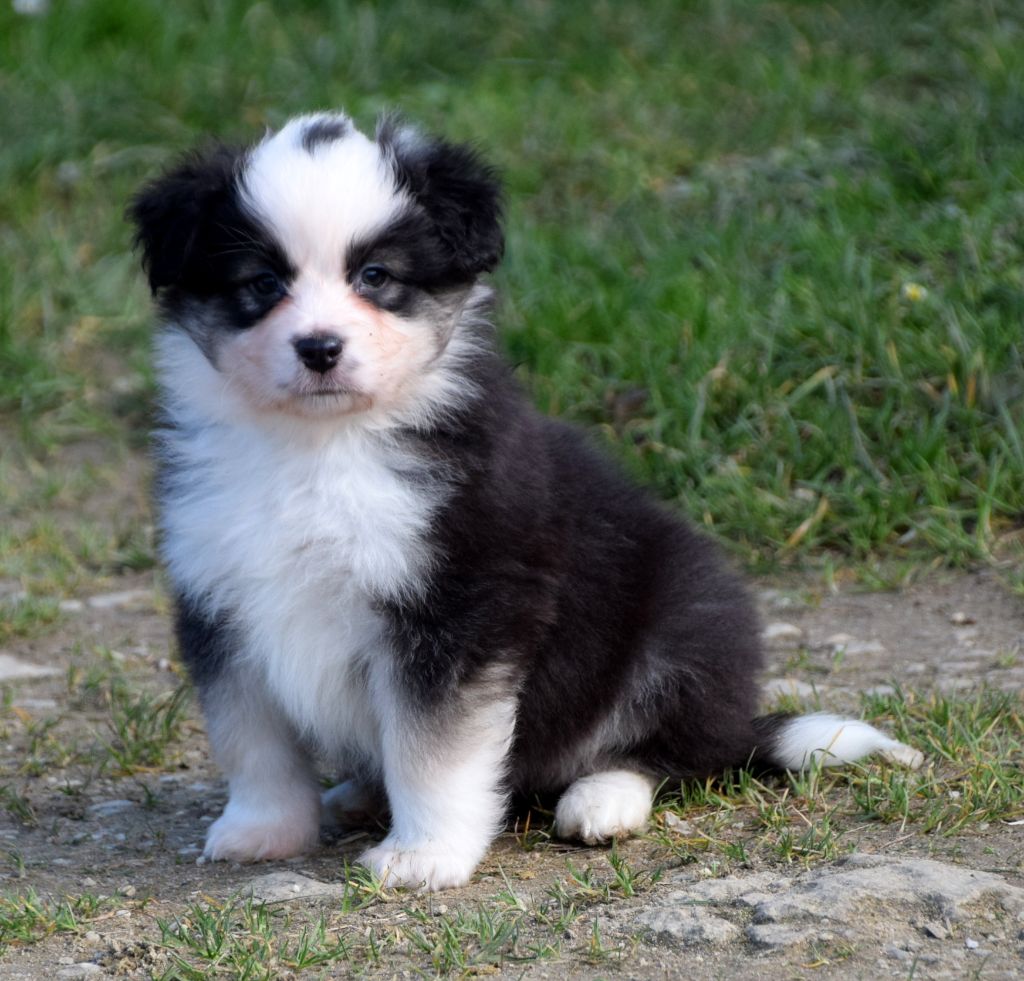 du petit Duc Victoria - Chiots disponibles - Berger Américain Miniature 