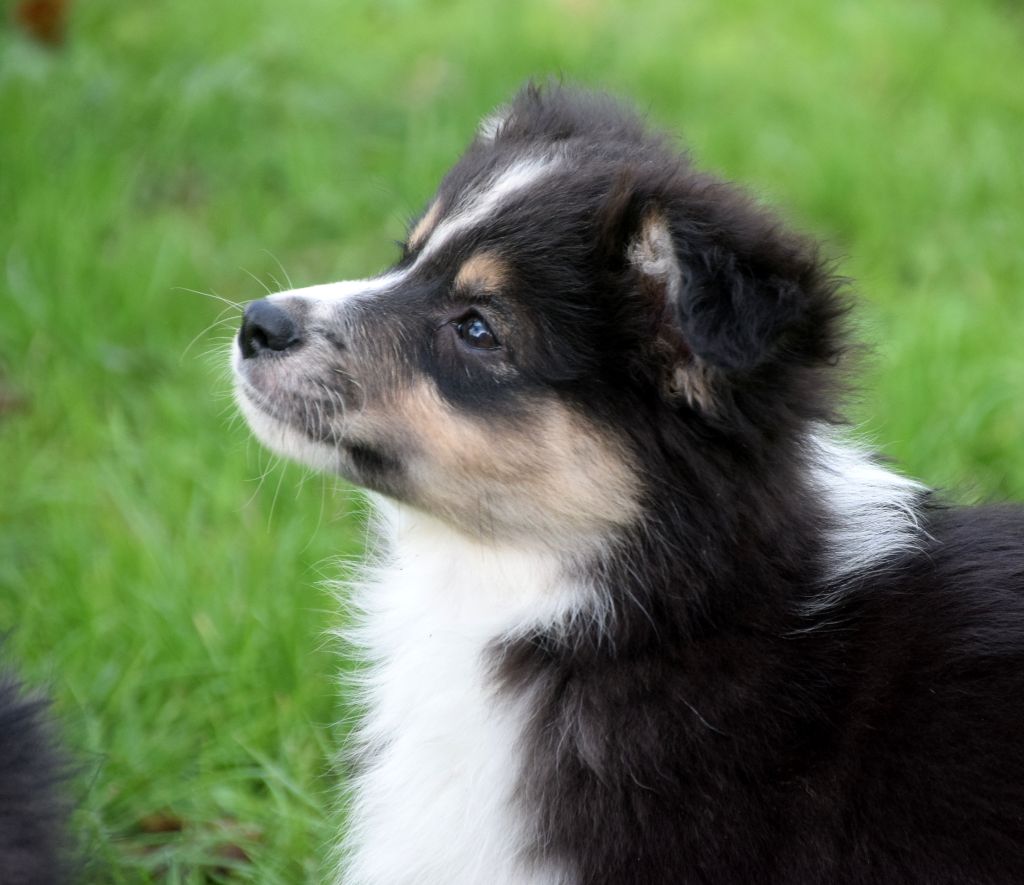 du petit Duc Victoria - Chiots disponibles - Berger Américain Miniature 