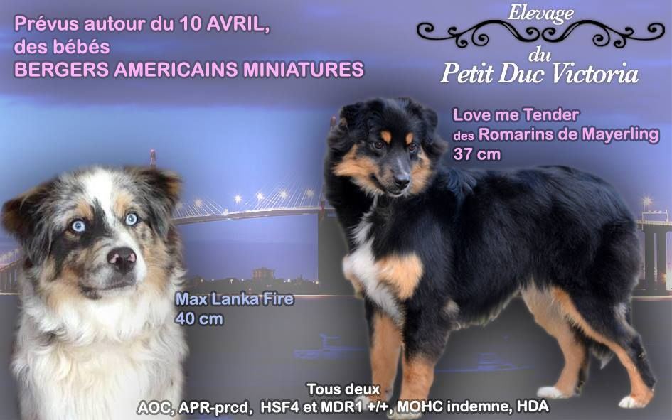 du petit Duc Victoria - Berger Américain Miniature - Portée née le 08/04/2017