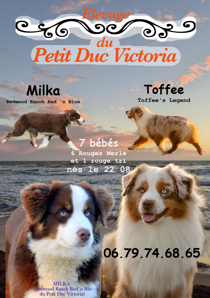 du petit Duc Victoria - Berger Américain Miniature  - Portée née le 22/08/2025