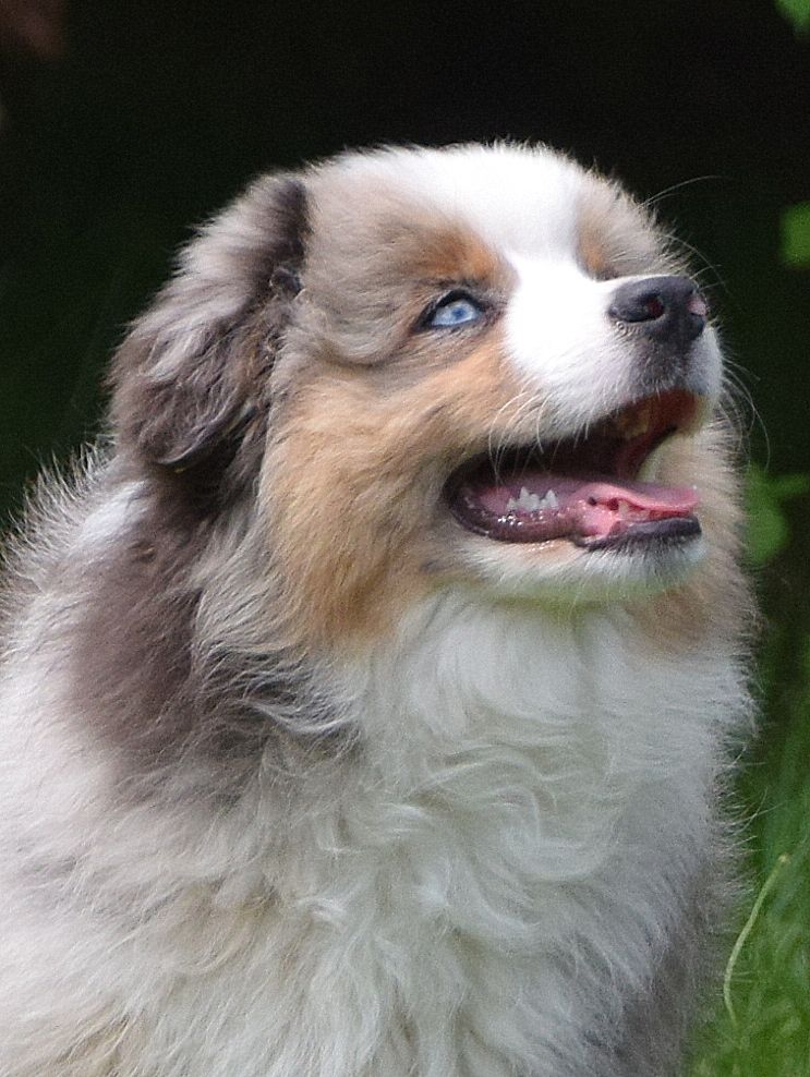 du petit Duc Victoria - Berger Américain Miniature  - Portée née le 24/04/2021