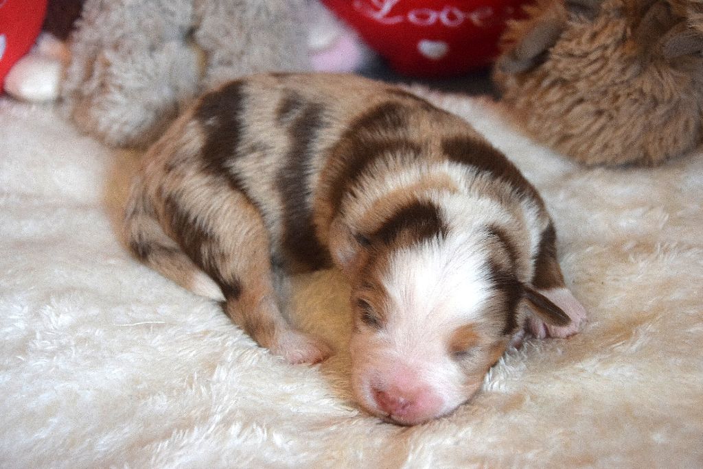 du petit Duc Victoria - Chiots disponibles - Berger Américain Miniature 