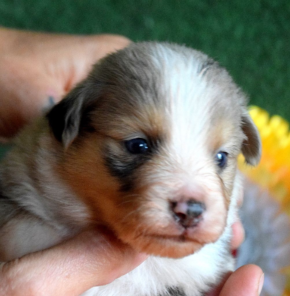 du petit Duc Victoria - Chiots disponibles - Berger Américain Miniature 
