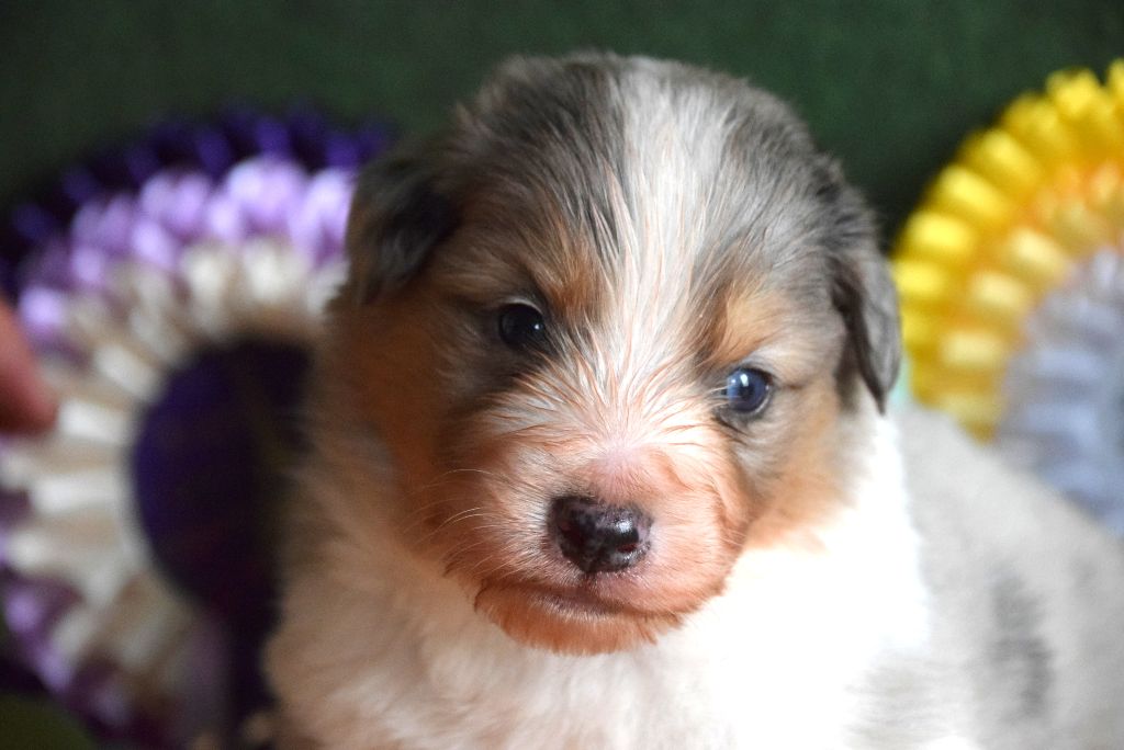 du petit Duc Victoria - Chiots disponibles - Berger Américain Miniature 