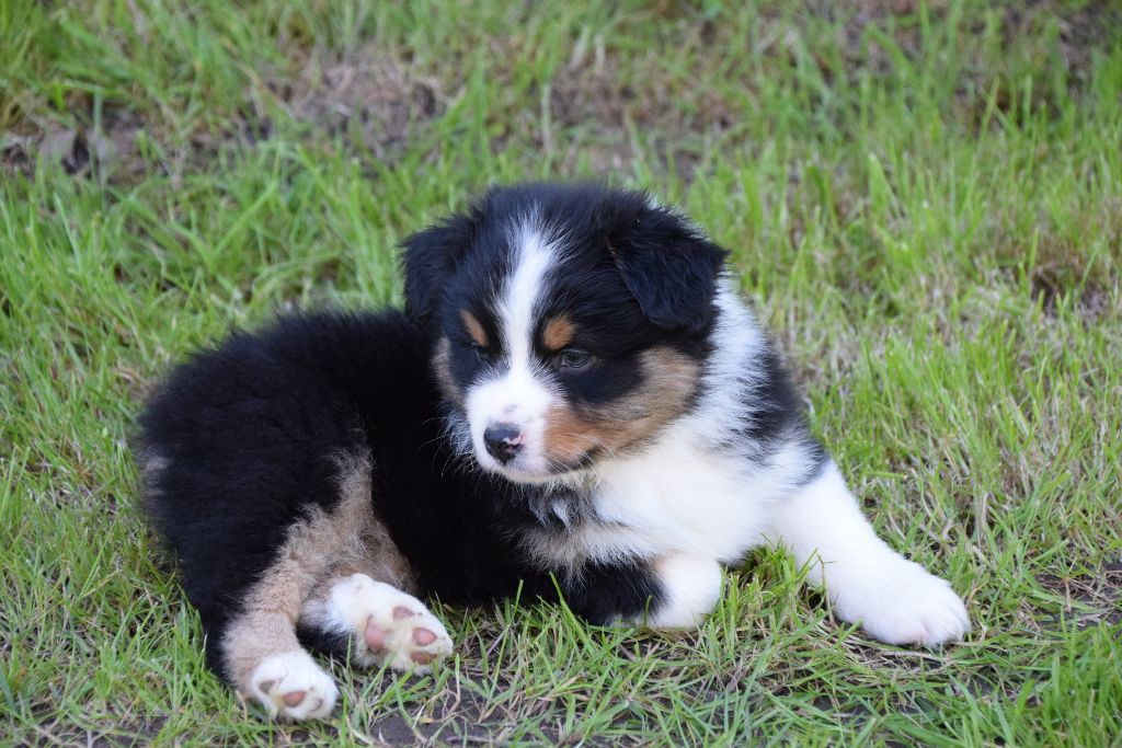 Chiot Berger Australien du petit Duc Victoria