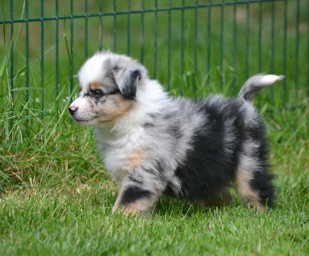 Mâle bleu merle queue longue