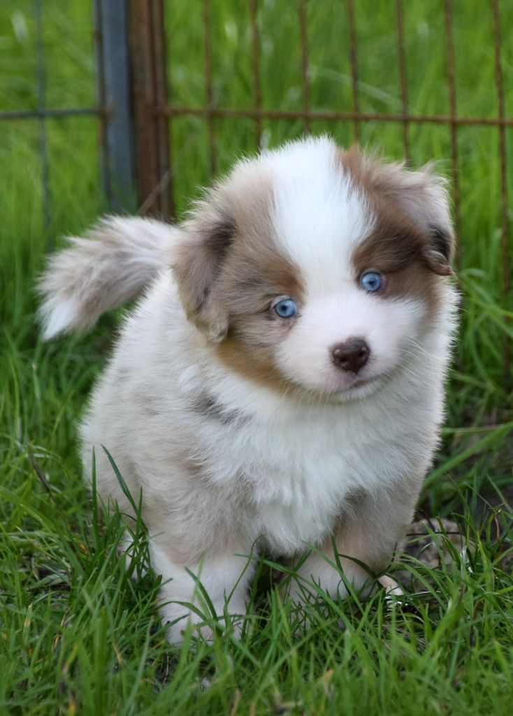 du petit Duc Victoria - Chiots disponibles - Berger Américain Miniature 