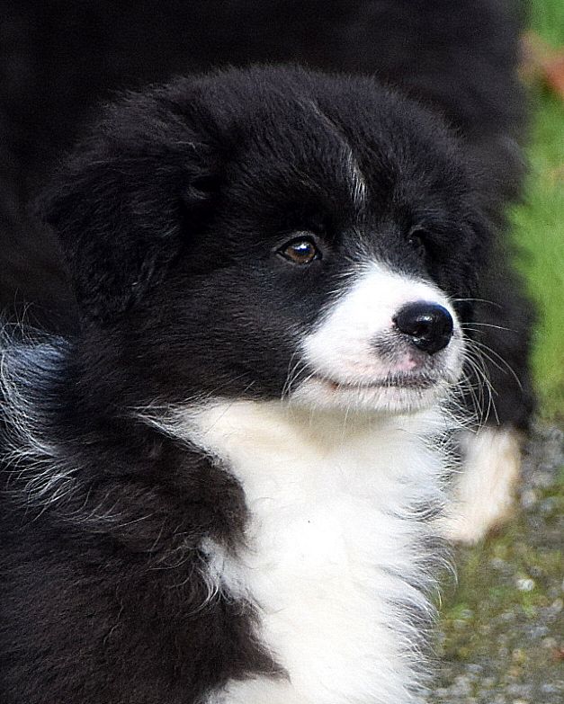 du petit Duc Victoria - Chiots disponibles - Berger Américain Miniature 