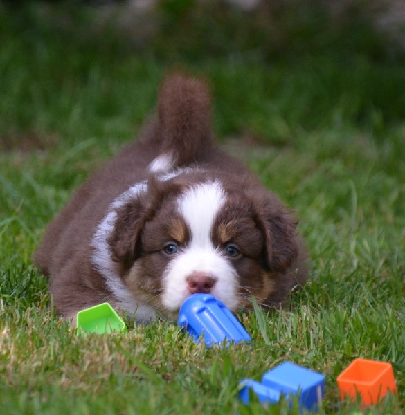 du petit Duc Victoria - Berger Australien - Portée née le 07/05/2016