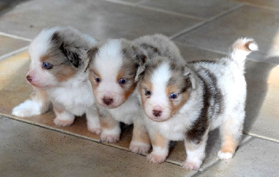 Mâle rouge merle 4