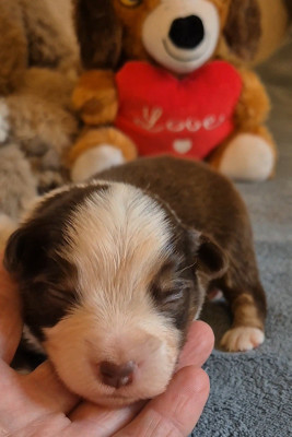 Mâle rouge tricolore 1