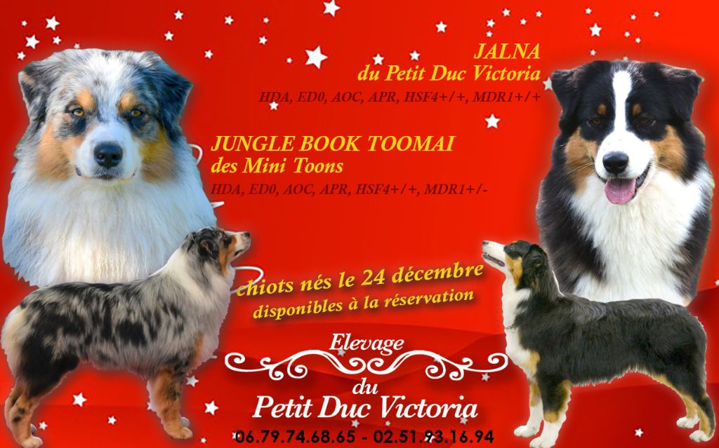 du petit Duc Victoria - Berger Australien - Portée née le 24/12/2017