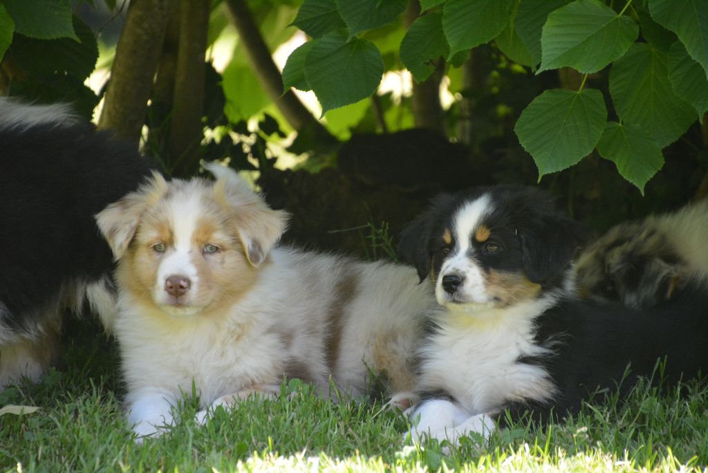 Chiot Berger Australien du petit Duc Victoria