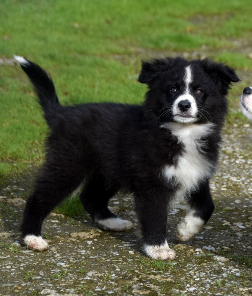 du petit Duc Victoria - Chiots disponibles - Berger Américain Miniature 