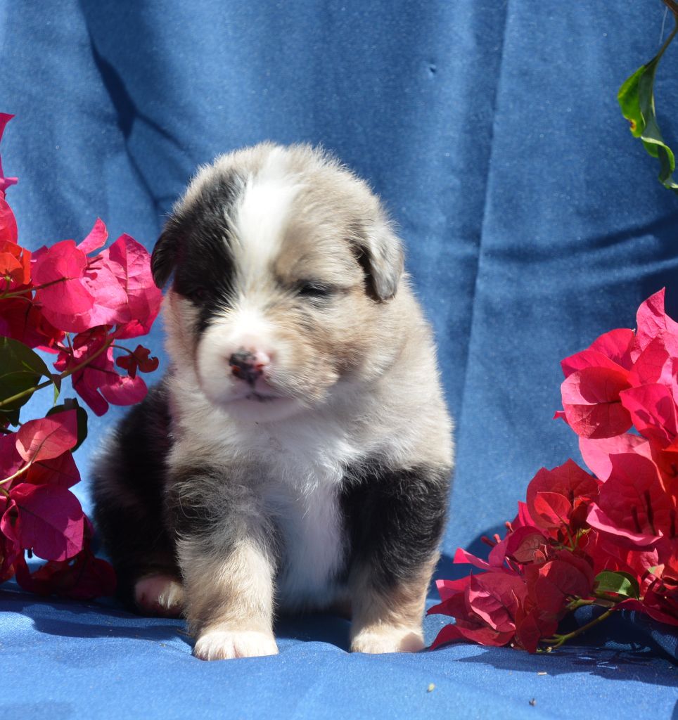 du petit Duc Victoria - Berger Américain Miniature  - Portée née le 17/07/2020