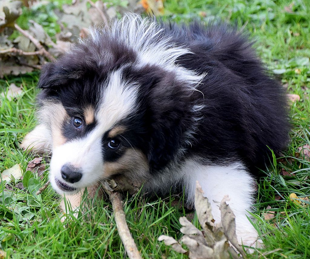 du petit Duc Victoria - Chiots disponibles - Berger Américain Miniature 