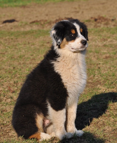 Chiot Berger Australien du petit Duc Victoria