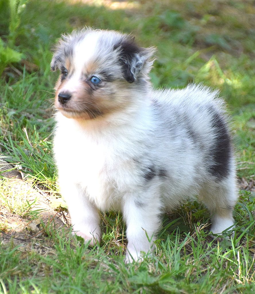 du petit Duc Victoria - Chiots disponibles - Berger Américain Miniature 