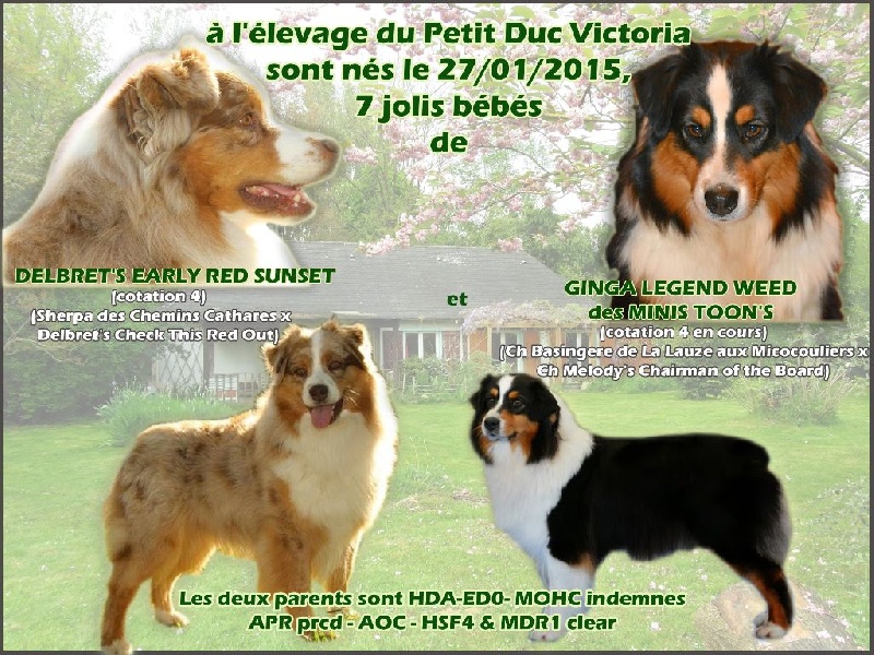 Chiot Berger Australien du petit Duc Victoria