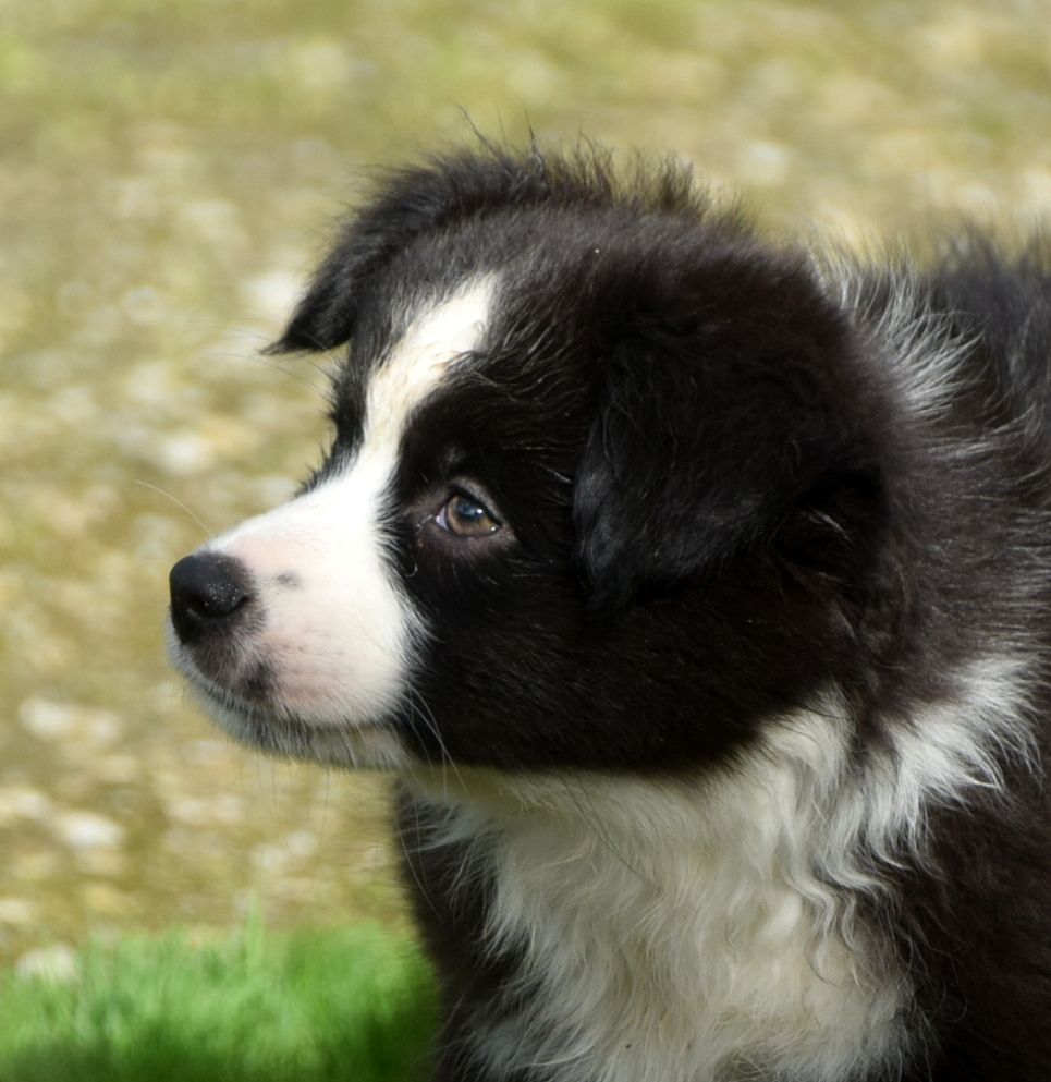 du petit Duc Victoria - Chiots disponibles - Berger Américain Miniature 