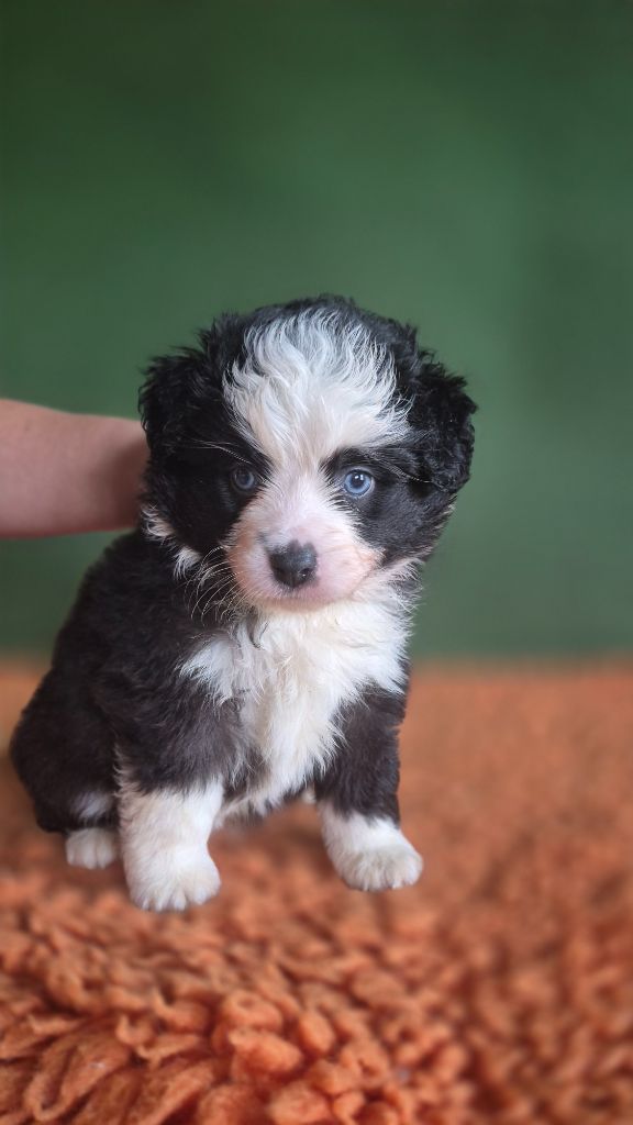 du petit Duc Victoria - Chiots disponibles - Berger Américain Miniature 