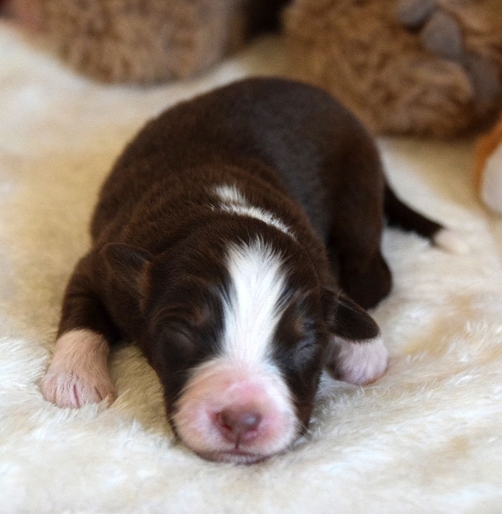 du petit Duc Victoria - Chiots disponibles - Berger Américain Miniature 