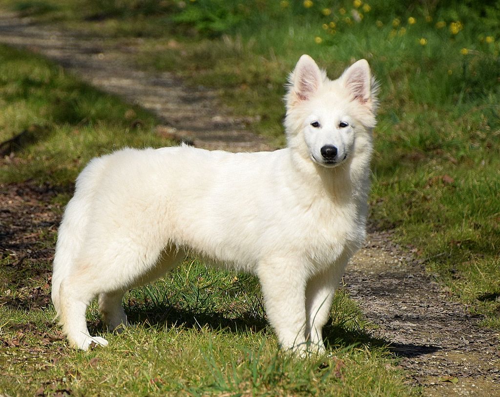 du petit Duc Victoria - Chiots disponibles - Berger Blanc Suisse